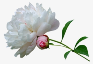 Peony-white - Peonies White Transparent Background