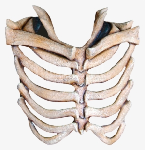 Rib Cage Free Download Png - Rib Cage Bone Png