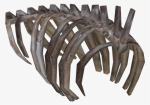 Ribcage - Skeleton