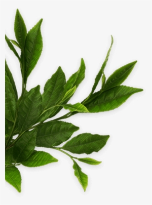 เกี่ยวกับโออิ โอฉะ - ใบ กาแฟ Png