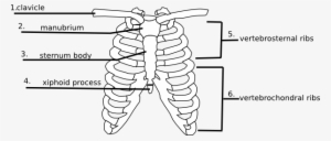 Human Rib Cage Label Quiz