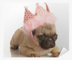 Cute Fawn Pug Puppy Wearing Pink Tiara Poster • Pixers® - Puppy