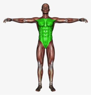 Bursa Ligament Trauma - Human Body In Side