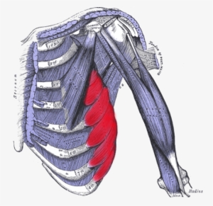 Rib Injuries As Well As Rib Pain Of An Unknown Origin