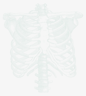 Ribcage Illustration - Skeleton Torso - Dark Goth Steampunk Handmade Pendant