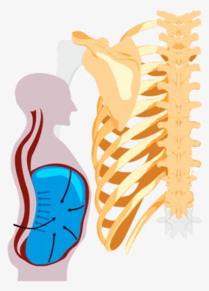 Anatomy Img - Illustration