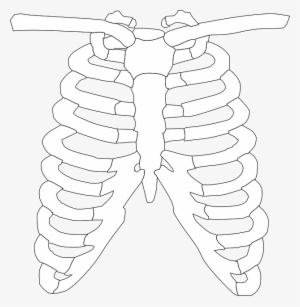 Rib Cage, Ribs, Bones, Human - Huesos Del Torax Para Colorear