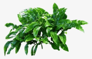 Scientific Names Of Plants Animals And Flowers