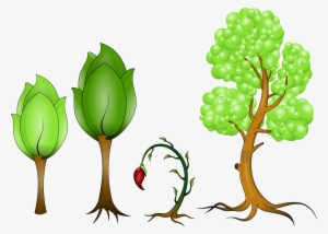 Plantas Png