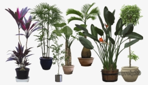 Plantaspost - Planta Png Fondo Transparente