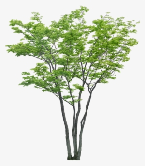 Arboles Png Photoshop - Arboles Psd Sin Fondo