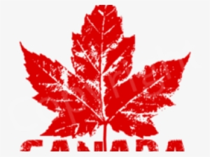 Canada Maple Leaf Png Transparent Images - Canada Maple Leaf