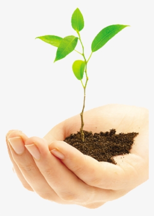 Plantas Png