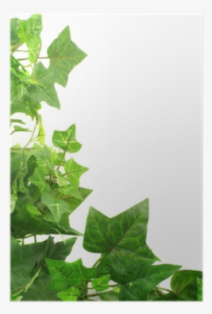 Ivy Leaf Border