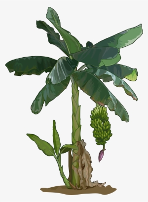 Archivo - Platanera - Platanera Png