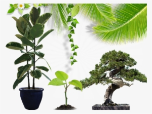Theo - Transparent Images Of Bonsai Trees