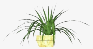 Plantas 3d - Falangio - Tillandsia Air Plant Png