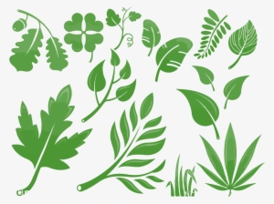 Ilustraciones Ilustradas De Hojas De Vectores Para - Illustration