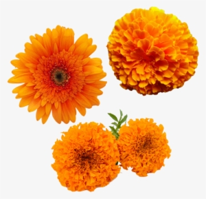 Merigold Flower, Transparent Merigold Flower, Yellow - Zendu Flower Toran Png