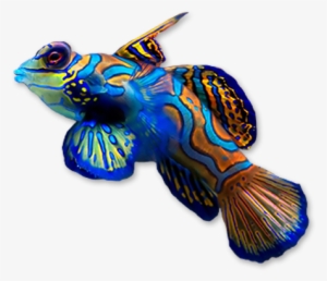 Marine Life - Coral Reef Fish Png