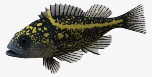 School Of Fish Png - Fish