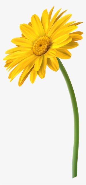 Yellow Gerbera Flower Png Clip Art Image