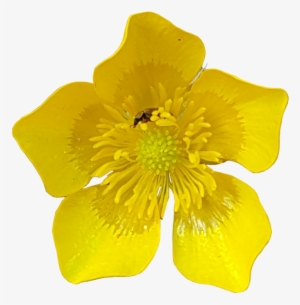 Buttercup Flower With Insects No Background Plants - Yellow Flowers On Transparent Background