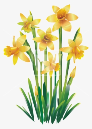 Yellow Jonquils Png - Transparent Clip Art Png Only Images Of Yellow Daffodils