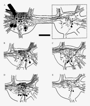 A) Camera Lucida Tracing Of The Ventral Surface Of - Clip Art