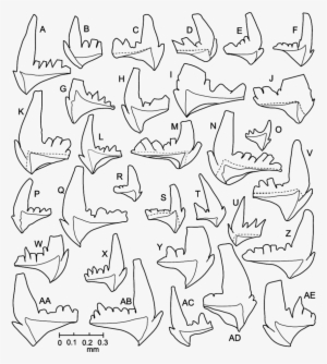 Camera Lucida Drawings Of P Elements Of Microzarkodina - Drawing