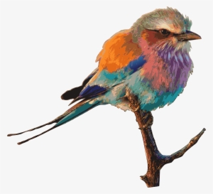 Big Image - Lilac Breasted Roller Bird Clipart