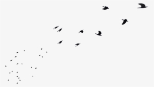 Flock
