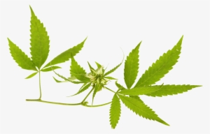 Cannabis Banner Png