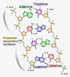 Image From Wikipedia - Dna Chemical Structure