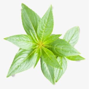 Peace Naturals Project Cannabis Plant Growth Stages - Liquidambar Orientalis Leaf