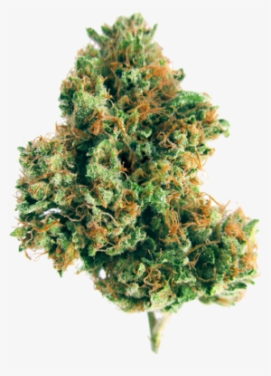 Contact Green Therapeutics - Marijuana Flower Png
