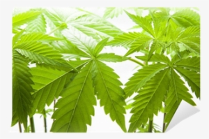 Cannabis