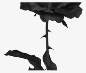 Tumblr Roseblackrose Black Grunge Edgy - Rose With Thorns Png
