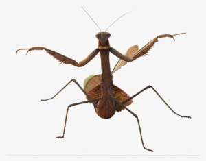 Mantis Png Hd - Beetles With Long Legs