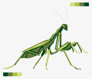 Transparent Praying Mantis Png