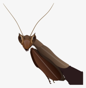 South American Box Mantis - Dead Leaf Mantis