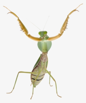 Animalpraying Mantis - Praying Mantis Transparent Background
