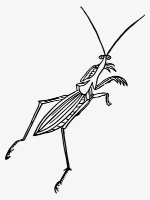 Mantis Png