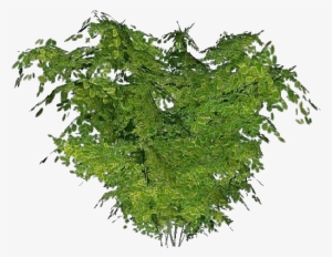 Matojos 3d - Arbusto - Trees With No Background