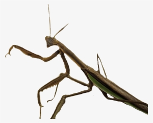 Insect Art Transprent Png Free Download Invertebrate - Mantis Insecto