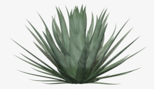 Anterior Siguiente - Yucca Faxoniana