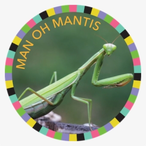 Man Oh Mantis Image - Praying Mantises
