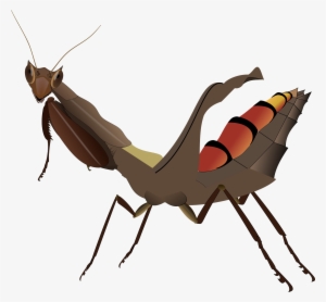 Open - Acanthops Falcataria