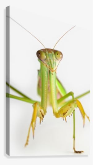 Praying Mantis On White Background - Praying Mantis On White Backgroundst Albert Alberta