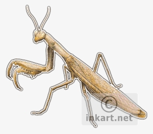 Praying Mantis Decal - Art